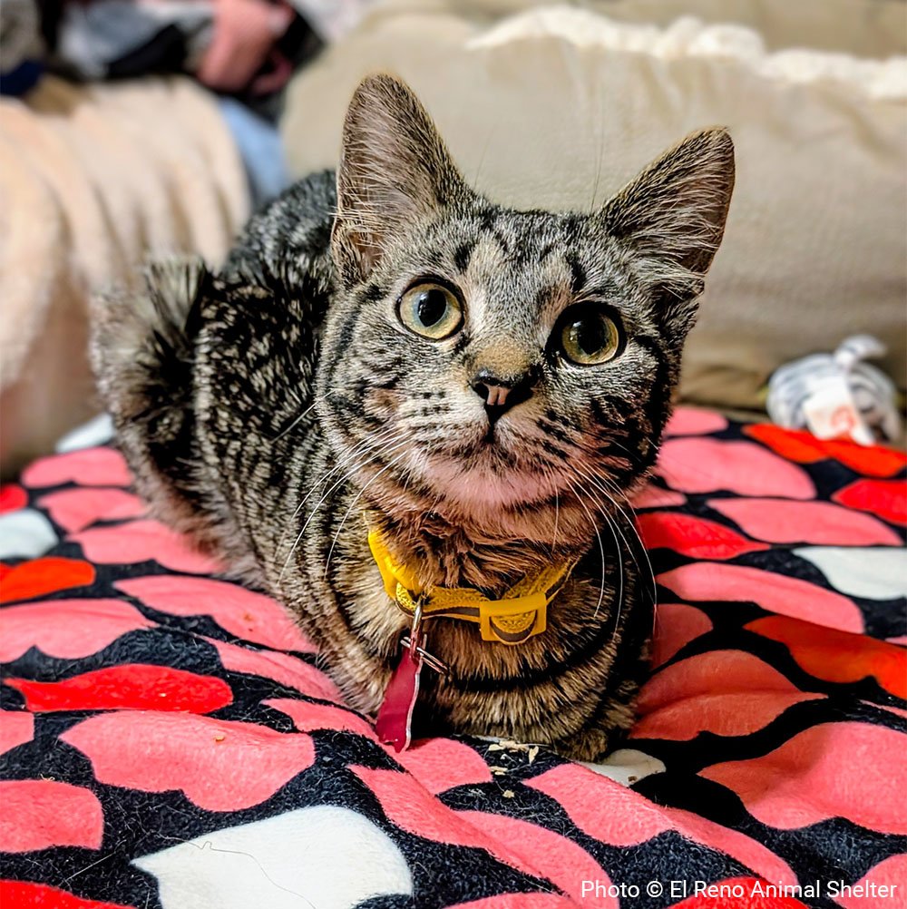 VS-Photograph_20250409_GDS_Purina_ERAS_Sissypoo_Chaton_001_©ElRenoAnimalShelter