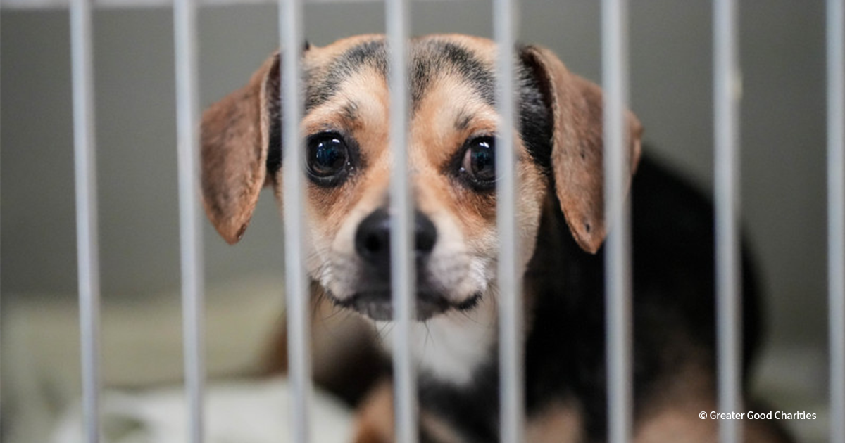 The Crisis in Southern Shelters: Meeting Urgent Needs Before It's Too Late
