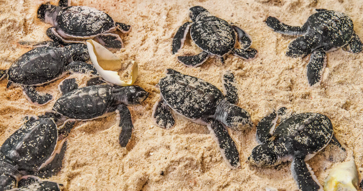 One in a Thousand: The Race to Save Sea Turtles