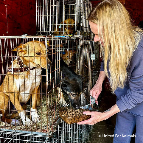 VS-Photograph_20250619_DRI_Ukraine_UFA_12Guards_009_©UnitedForAnimals VS-Photograph_20250619_DRI_Ukraine_UFA_12Guards_009_©UnitedForAnimals