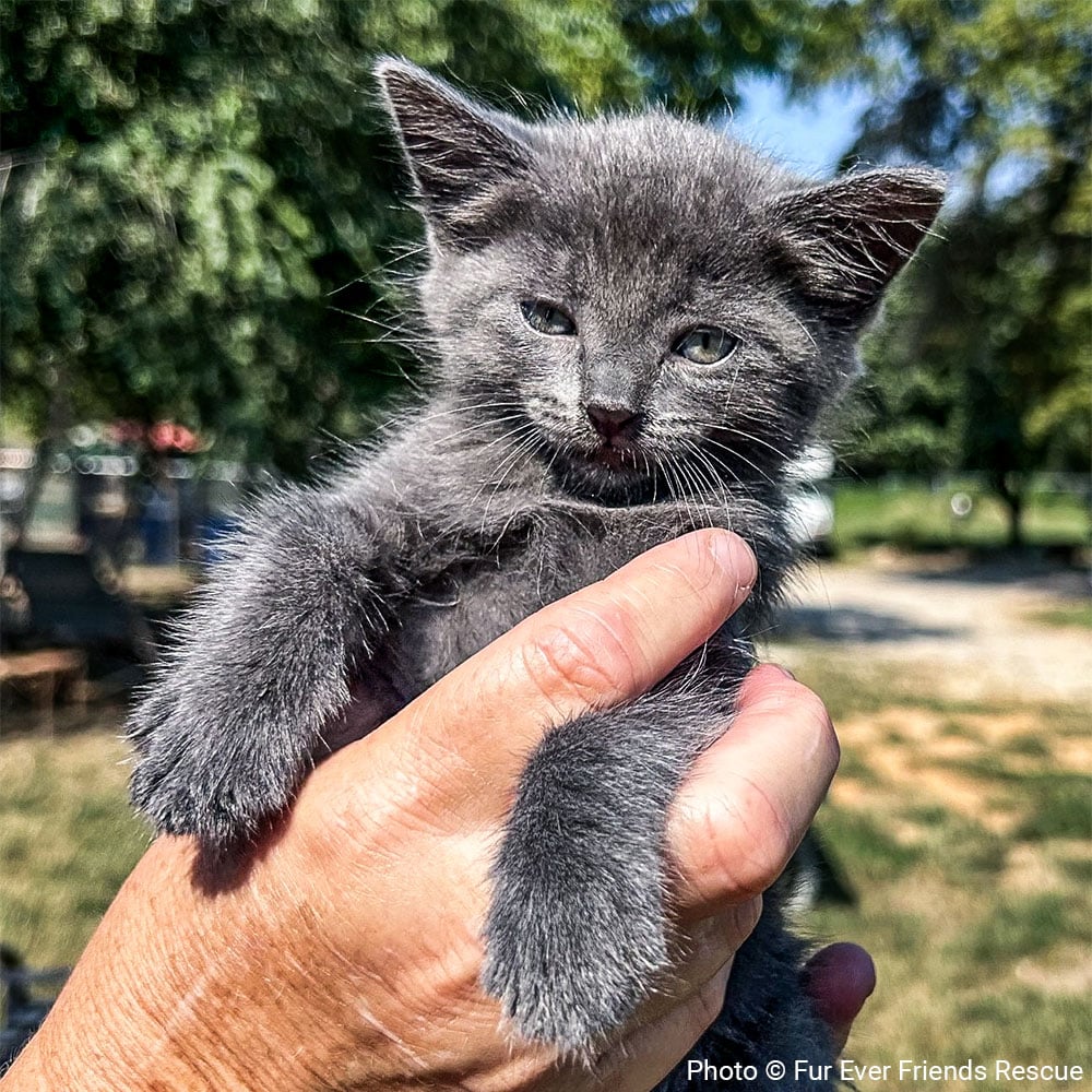 VS-Photograph_20250830_GDS_Purina_FEFR_Niko_Boots_LittleMiss_003_©FurEverFriendsRescue