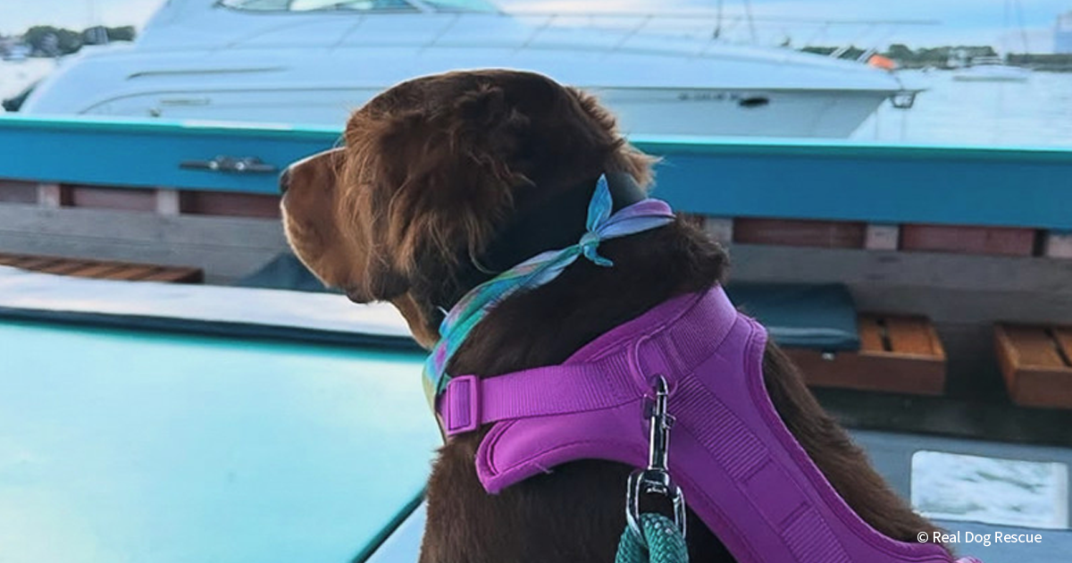 How “Save a Heart” Saves Hearts & Lives like Beluga’s