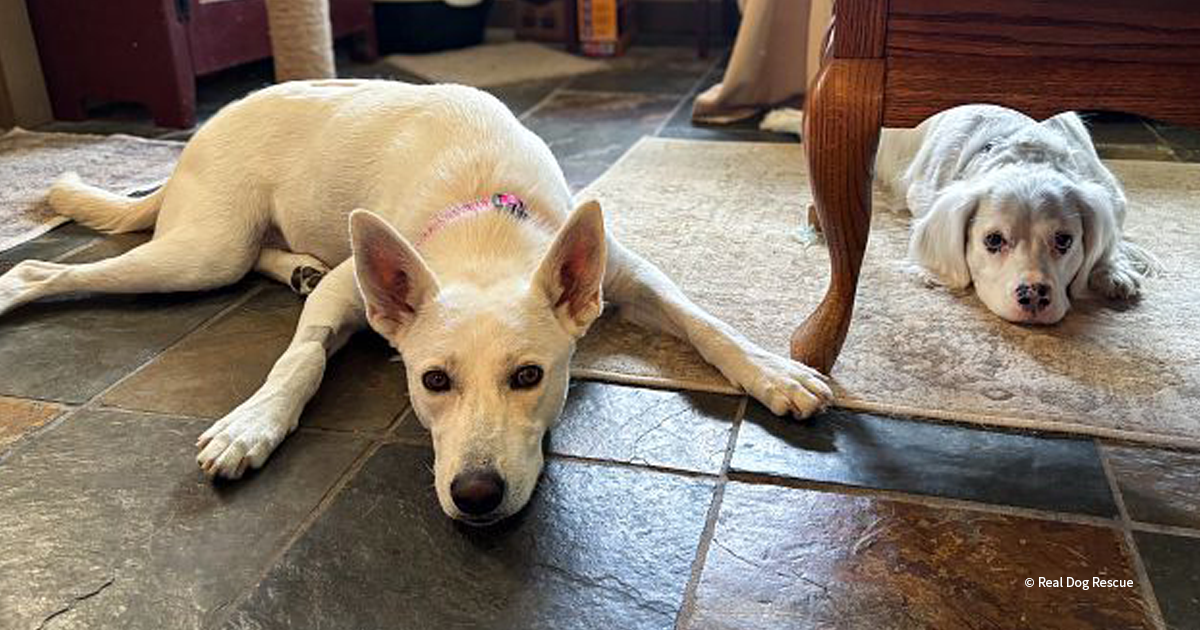 From Abandoned to Adopted: Brandi’s Second Chance Through Save a Heart