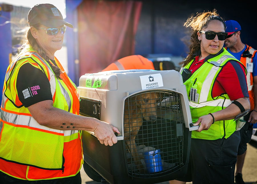 Two Greater Good Charities Workers Moving a Pet in a Carrier during an Animal Transport