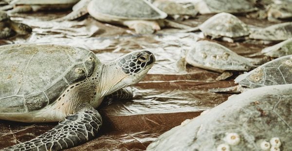 Combined Effort Helps Save Texas Sea Turtles After Historic Cold Stun Event