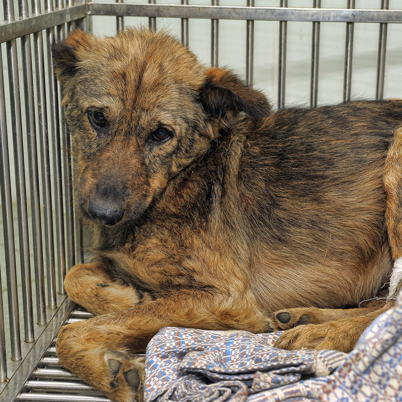 animalcruelty-landingpage1 animalcruelty-landingpage1