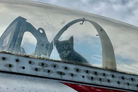 aviation-museum-discovers-litter-of-kittens