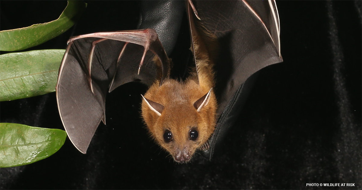 Meet the Night Pollinators: How Bats Keep Ecosystems Alive