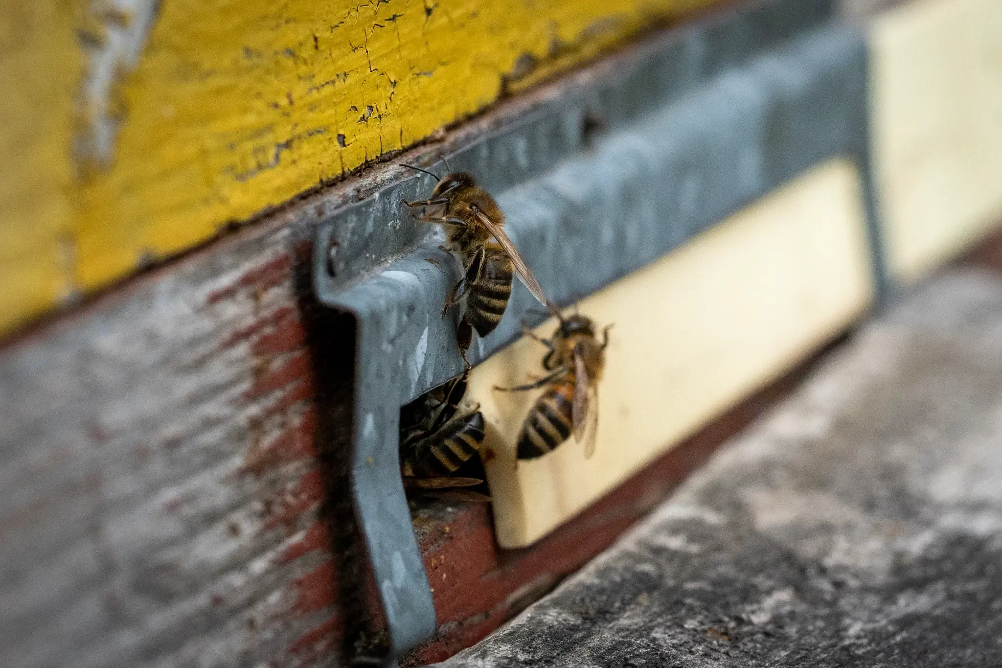 Hurricane Beryl Devastates Caribbean Bees