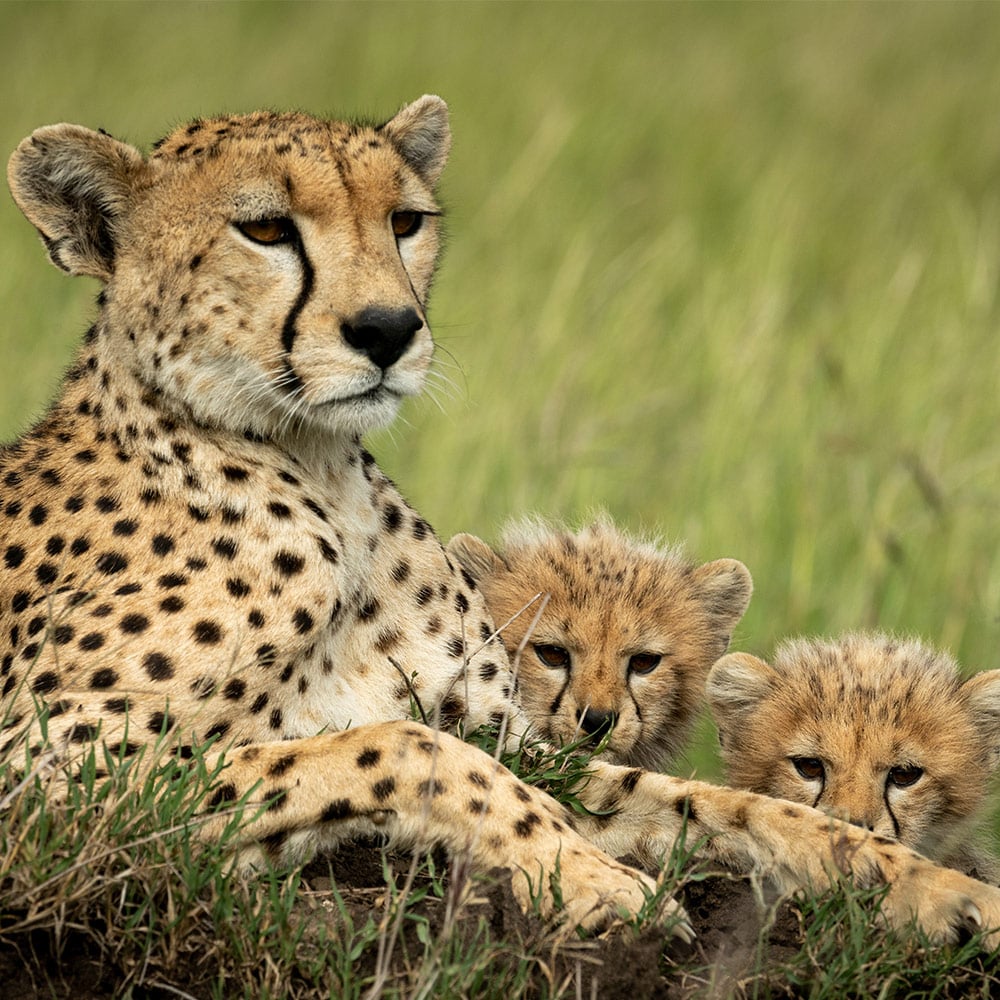 Help Save the Cheetah