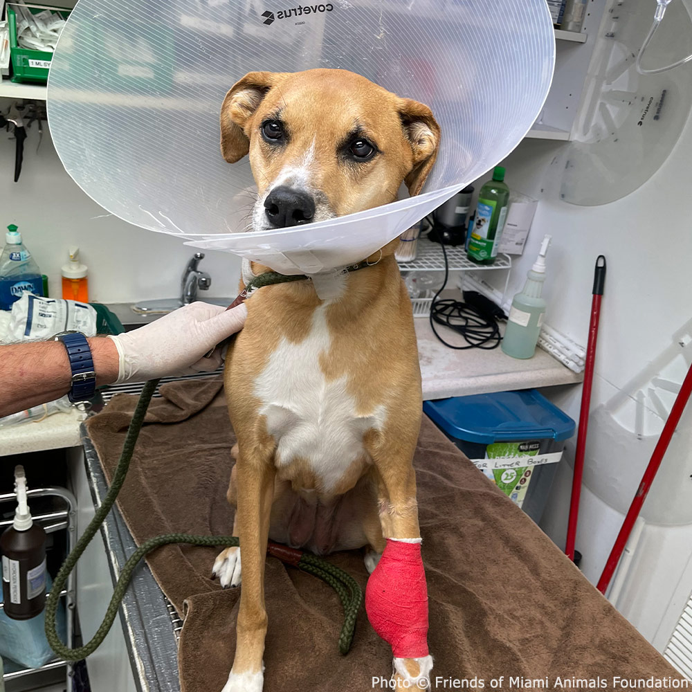 cone-pup cone-pup