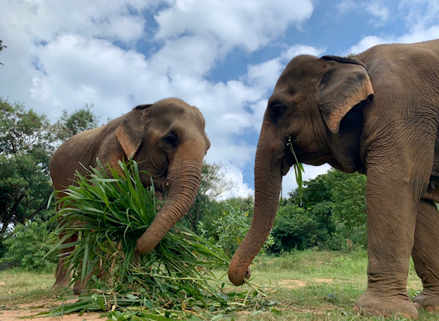 elephant-nature-park-follow-up-two-elephants-1