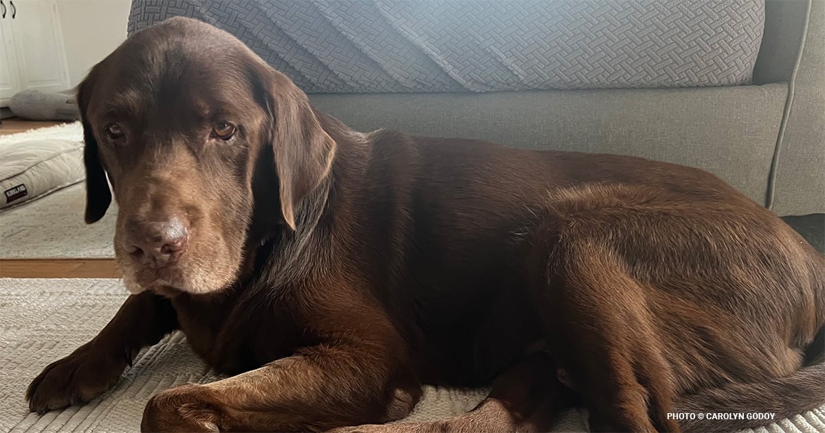 From Cold Concrete to a Forever Home: Eli’s Save a Heart Journey