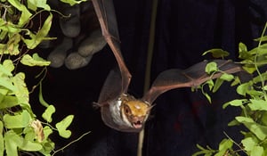 Bats: Ecosystem Essentials