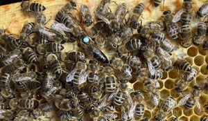 10 Buzz-Worthy Facts About Queen Bees That Will Make You Hive-Five Your Friends