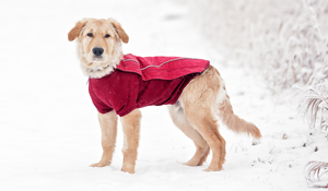 10 Ways to Keep Your Dog Safe During Winter Storms