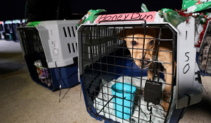 How Good Flights Gave 12,000 (and counting!) Shelter Pets a Second Chance