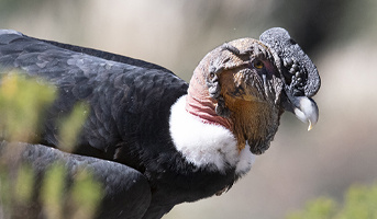 Species Spotlight: help Argentina’s Threatened Andean Condor