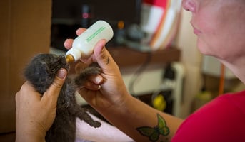 Six Tips to Bottle Feed Kittens