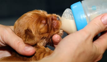 Six Things to Know about Bottle Feeding Puppies