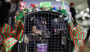 Frisco’s Adoption Story: Our 12,000th Pet Transported