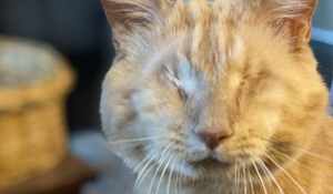 Jonathon's Journey: How Your Generosity Transformed an abandoned Cat's Life