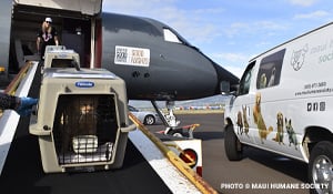 Ongoing Maui Relief: 50 Cats Flown to Safety