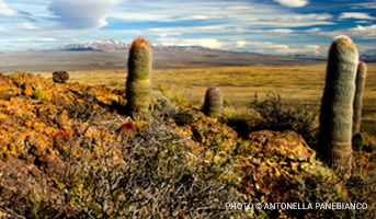 Landmark Announcement: We're now Protecting 150,000 biodiverse Acres in Argentina