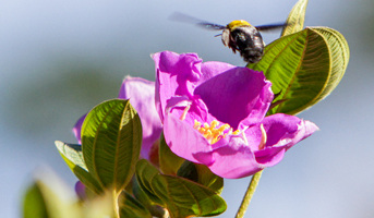 Grassroots Conservation: How No Mow May Can Help Pollinators