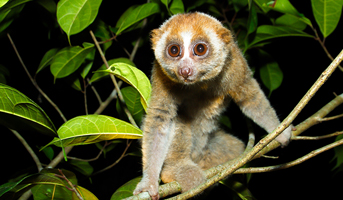 9 Things to Know About the Pygmy Slow Loris