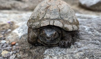 Species Spotlight: Fact and Fiction Turtle Edition