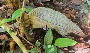 World Pangolin Day: Raising Awareness and Taking Action to Save a Species