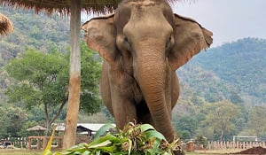 Elephants: Tons to Love
