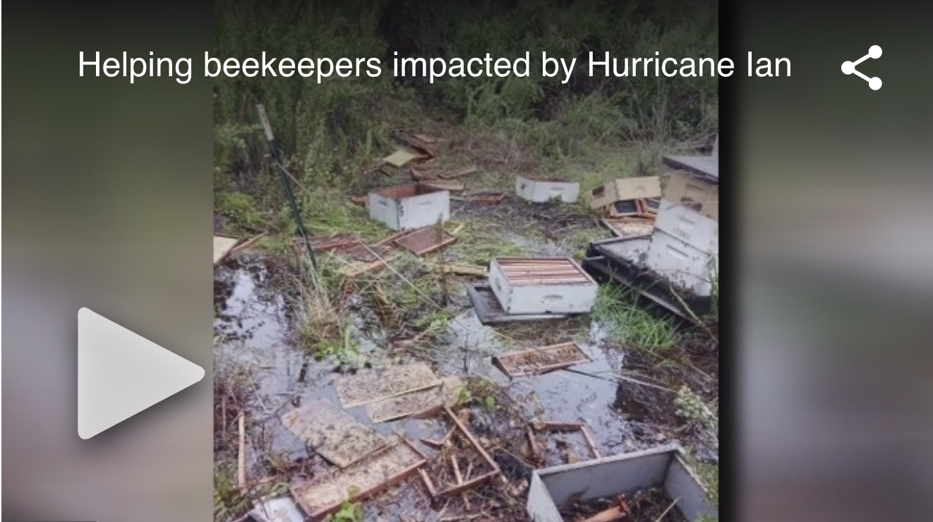 florida-beekeeping-industry-gets-boost-after-hurricane-ian