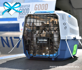 give-good-bow-banner-previews-blue-heart-transport-shelter-pets-to-safety