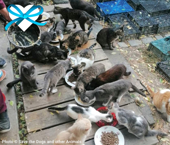 give-good-feed-pets-in-ukraine-pets-heart