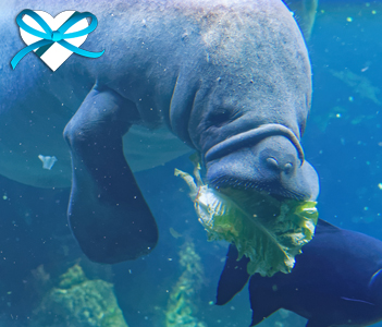 give-good-save-the-manatees-pets-heart