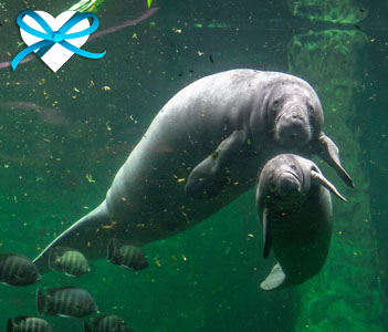 give-good-save-the-manatees