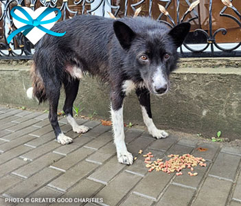 give-good-meals-for-homeless-pets-this-winter