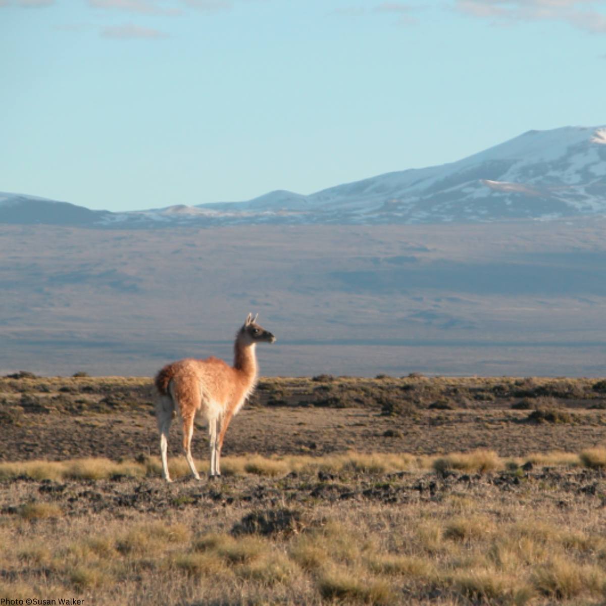 guanaco1