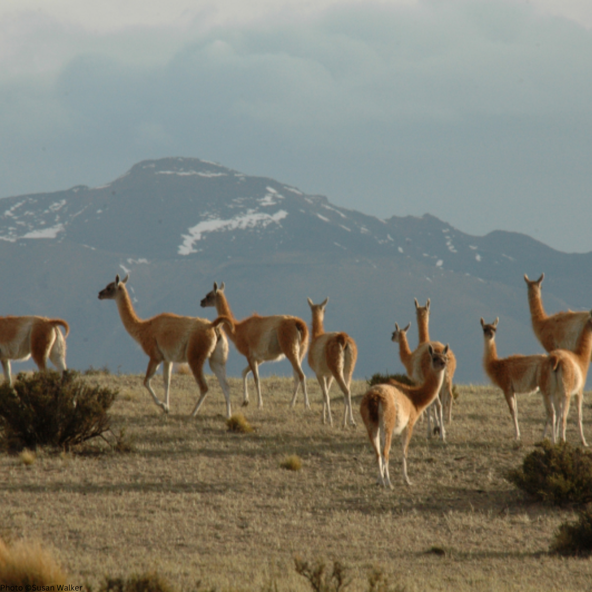 guanaco3