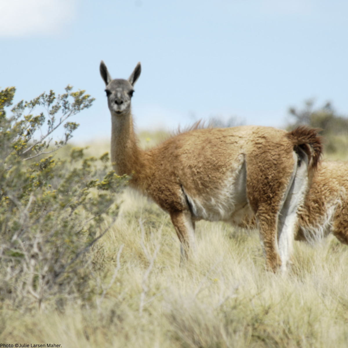 guanaco4