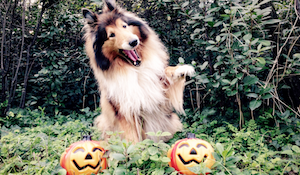 How to Keep Pets Safe During Halloween