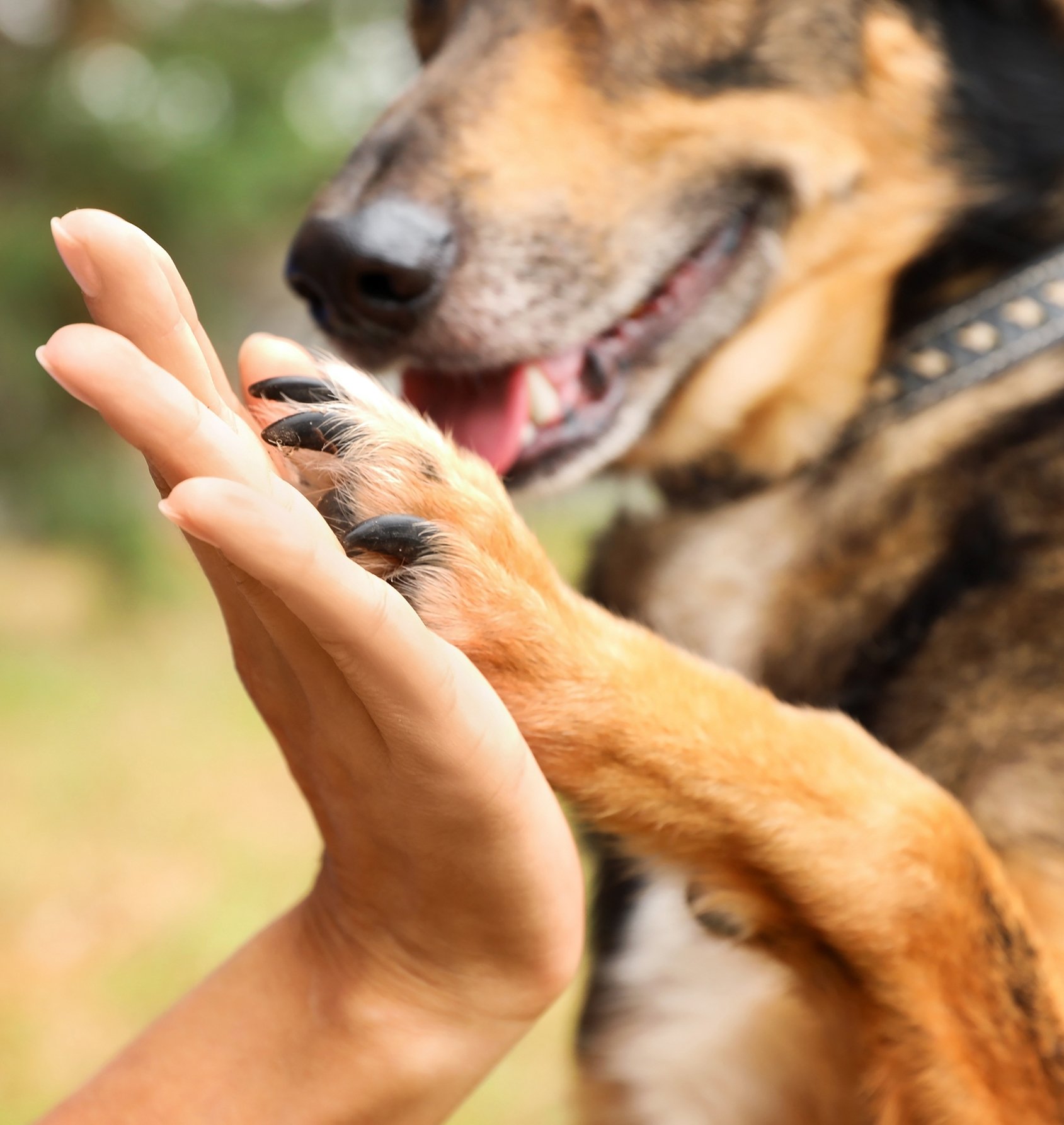 high-five-person-dog