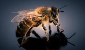 3 Reasons Why You Should Give a Buzz About Bees