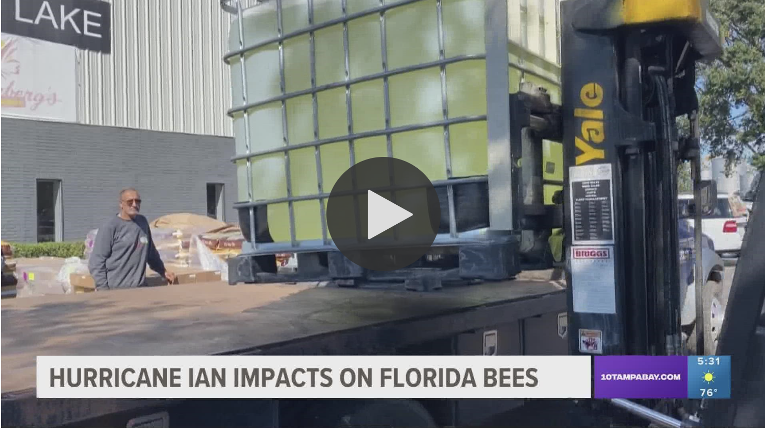 hurricane-ians-impact-on-florida-bees