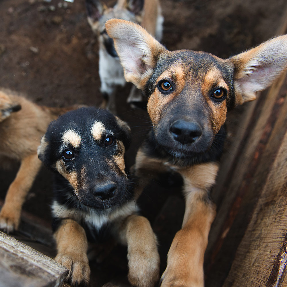 Care Packages for Shelter Dogs - iHeartDogs