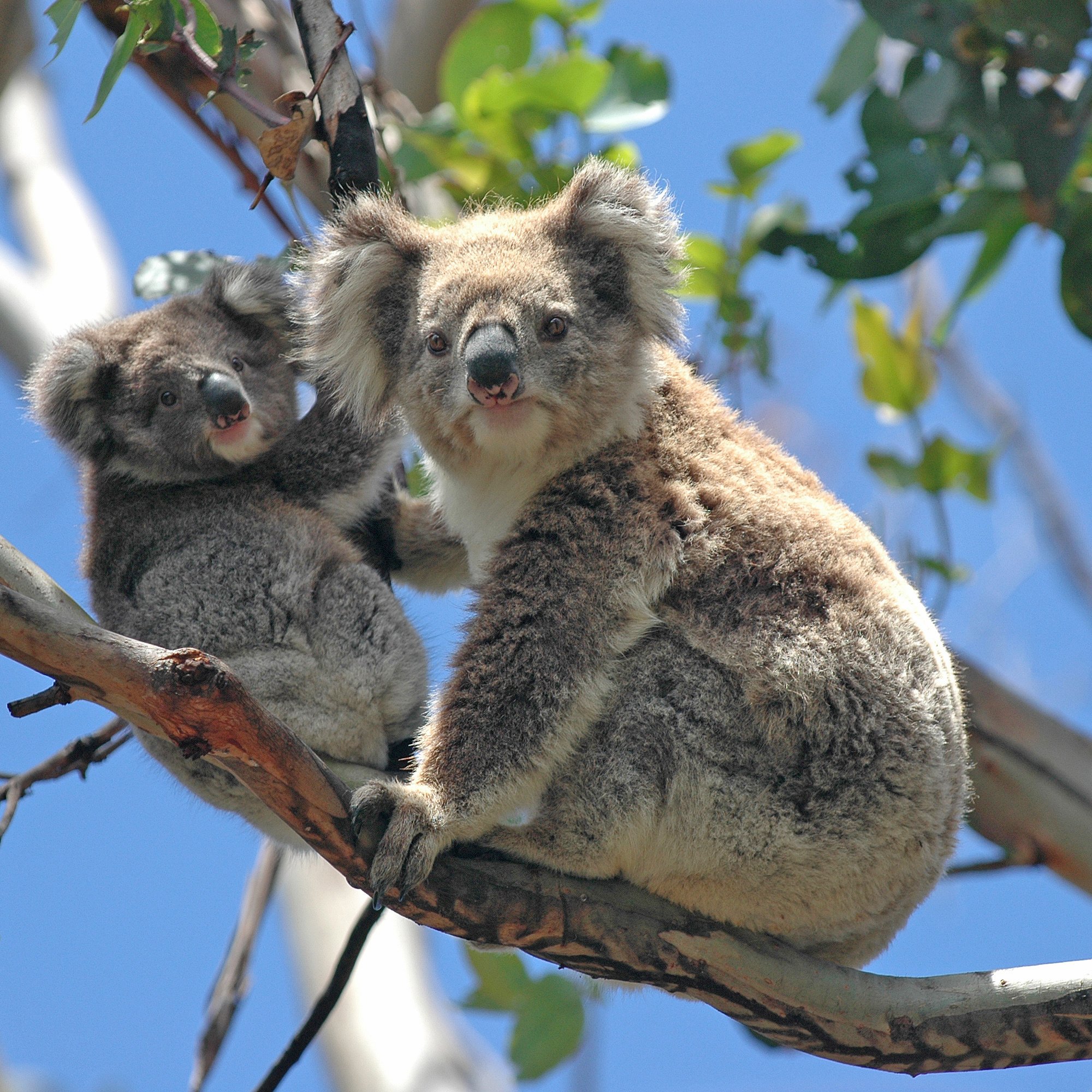 koalas-adobe-stock-endangered-species-day