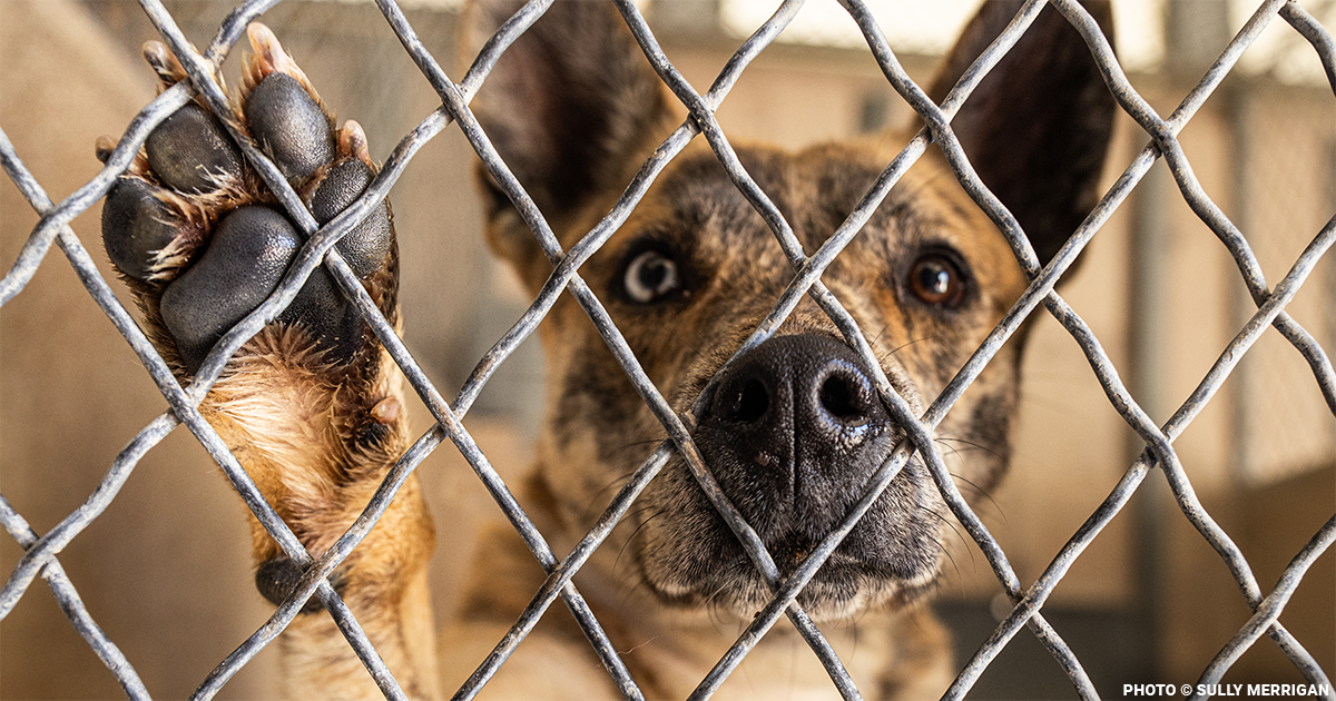 300+ Animals Rescued from Neglect in LA: What Happens Next?