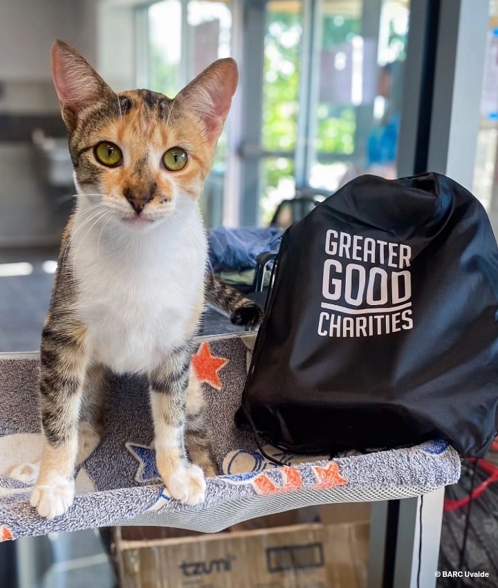 landing page images-1-pet-transport-pickles-Main (1)